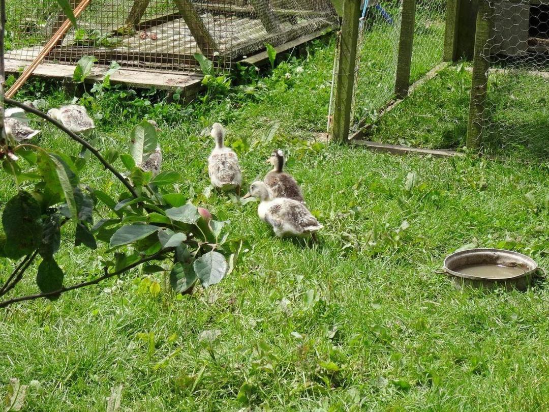 Badger Cottage Mawgan ภายนอก รูปภาพ